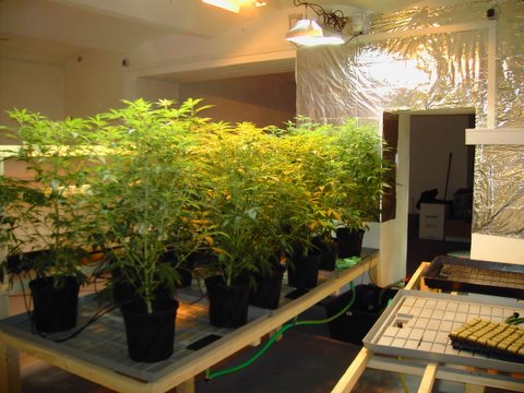 Cannabis-Indoor-Plantage - Beispielfoto, keine aktuelle Plantage